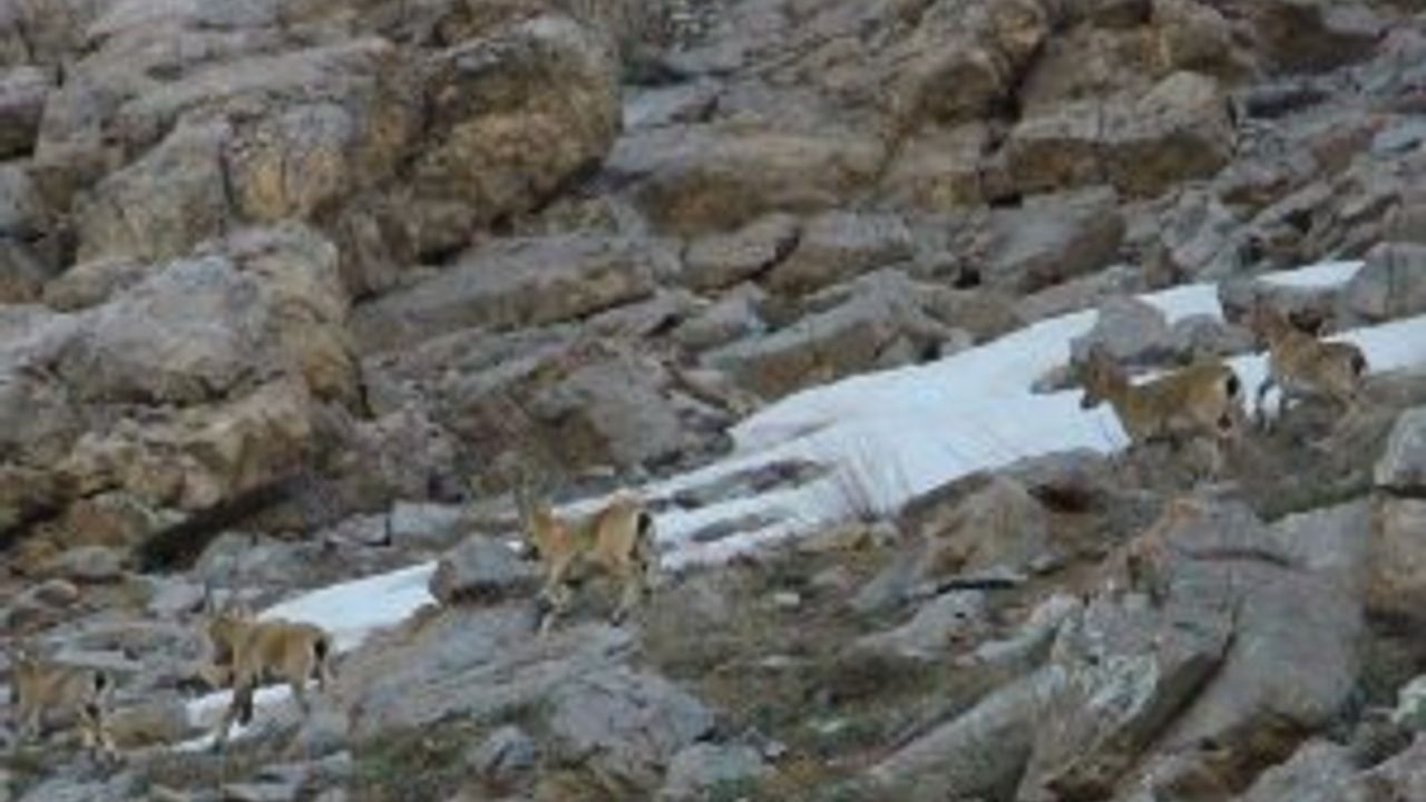 Hakkari'de dağcılar dağ keçilerini görüntülendi