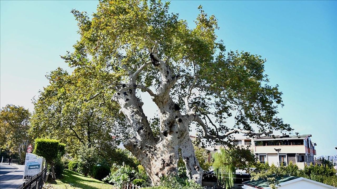 Tarihi çınar ağacı ihtişamıyla 860 yıldır ayakta duruyor