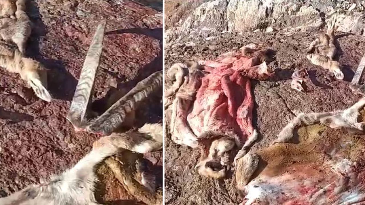 Hakkari'de dağ keçilerini avlayan 9 kişi hakkında işlem yapıldı