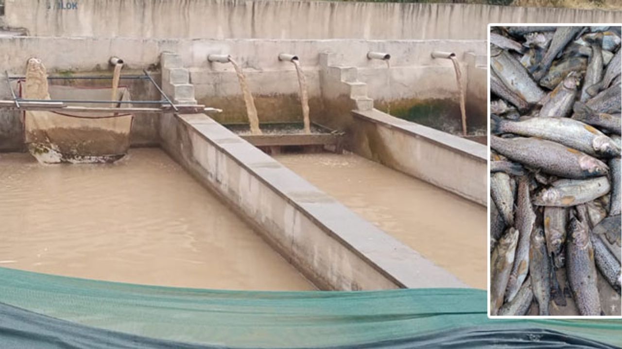 Hakkari Helel Vadisi kirlendi, balık tesisi çöktü!