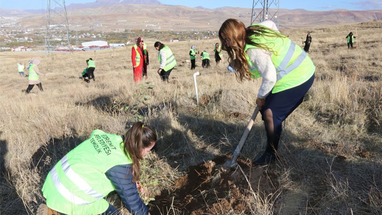 Edremit’te meşe fidanları toprakla buluşturuldu