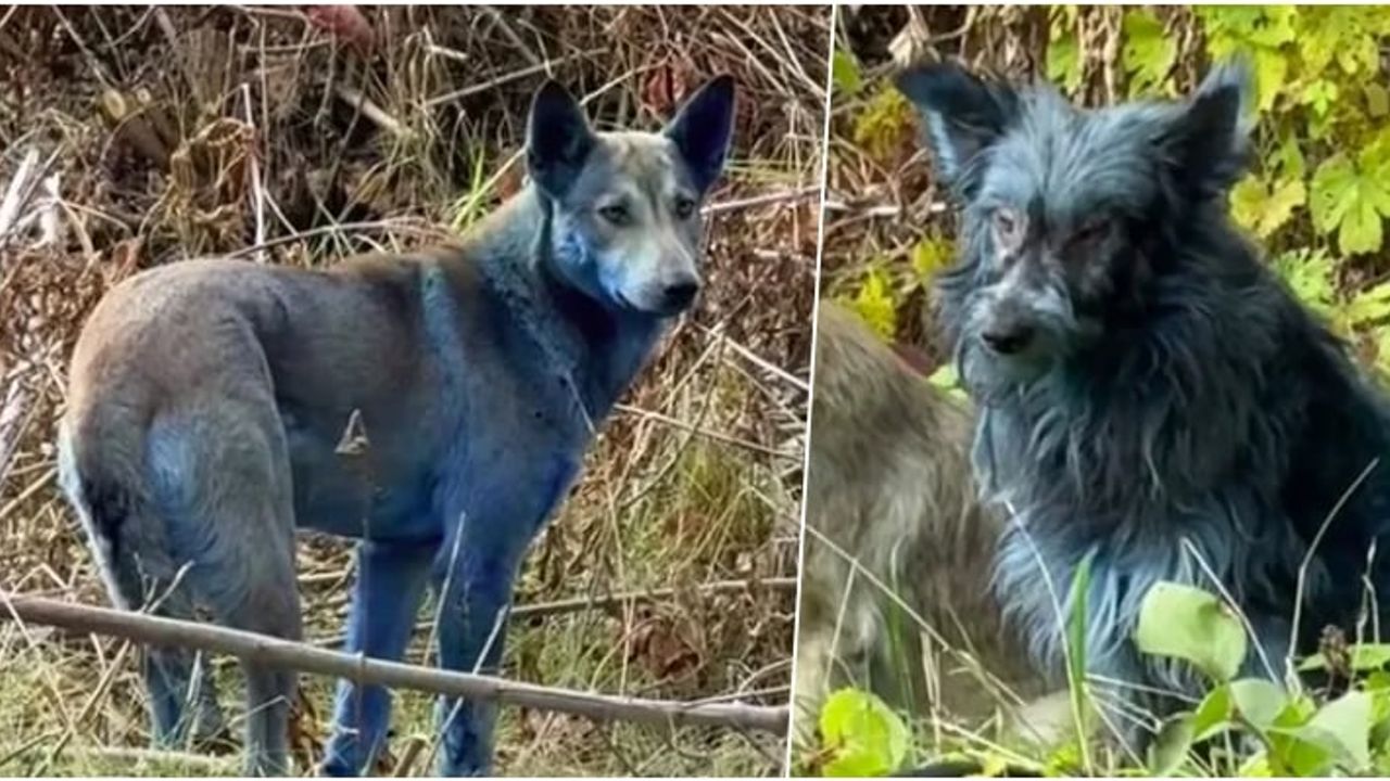 Köpeklerin rengi gizemli bir şekilde maviye döndü