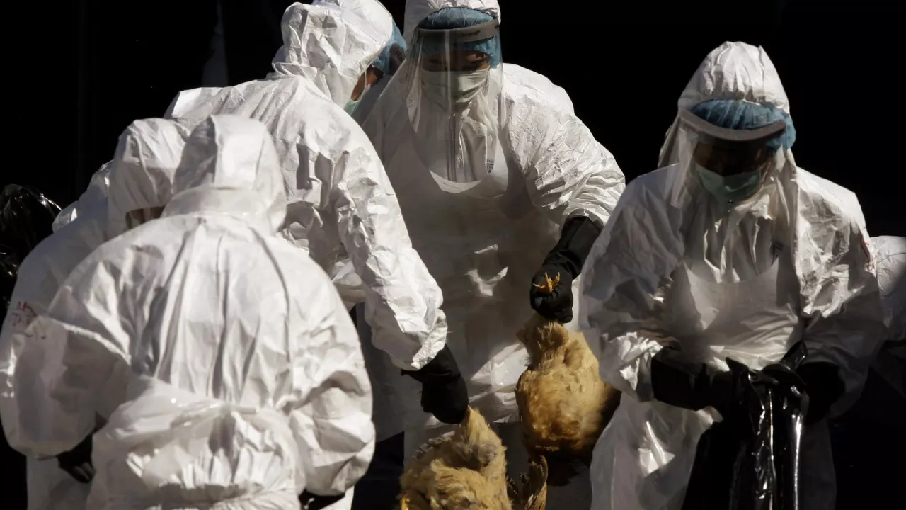 Dünya Sağlık Örgütü'nden H5N1  uyarısı