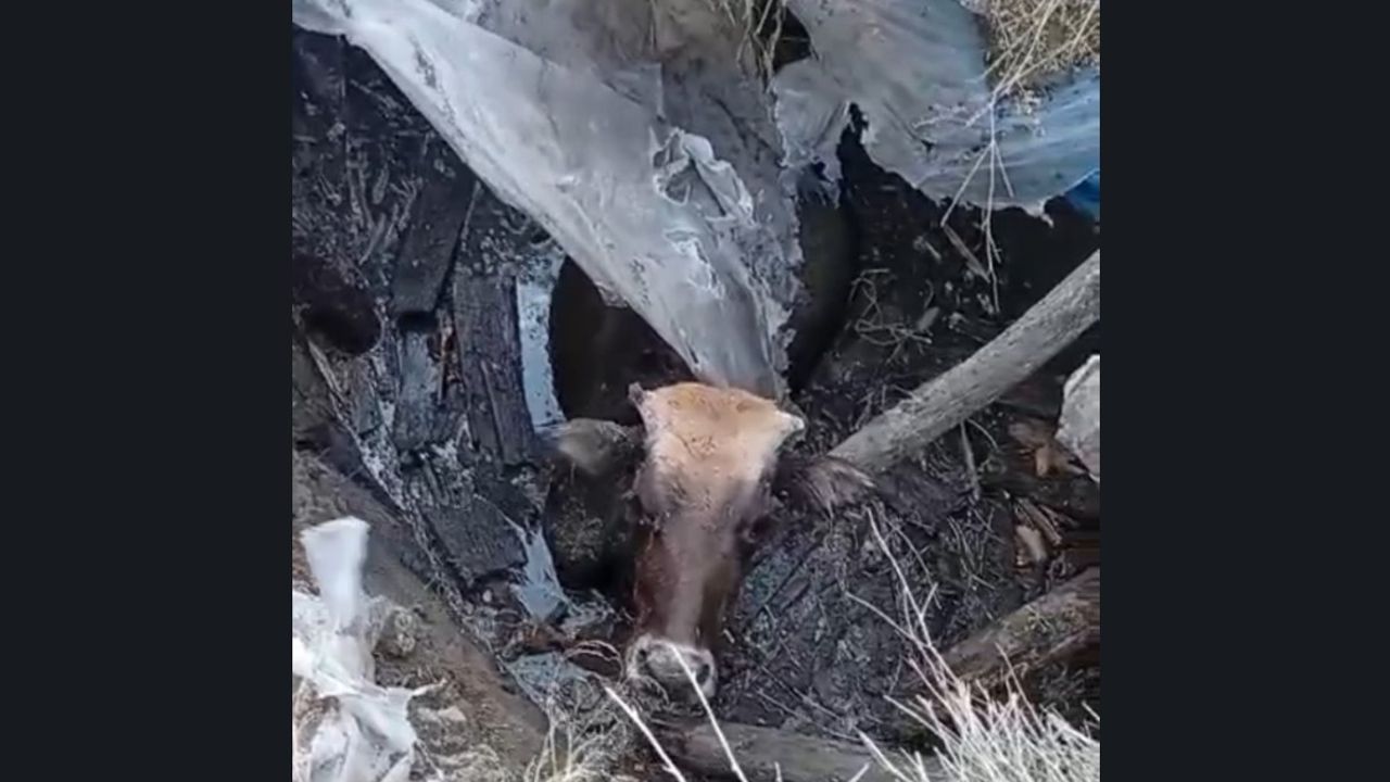 Hakkari'de bataklığa saplanan ineği ekipler kuratardı