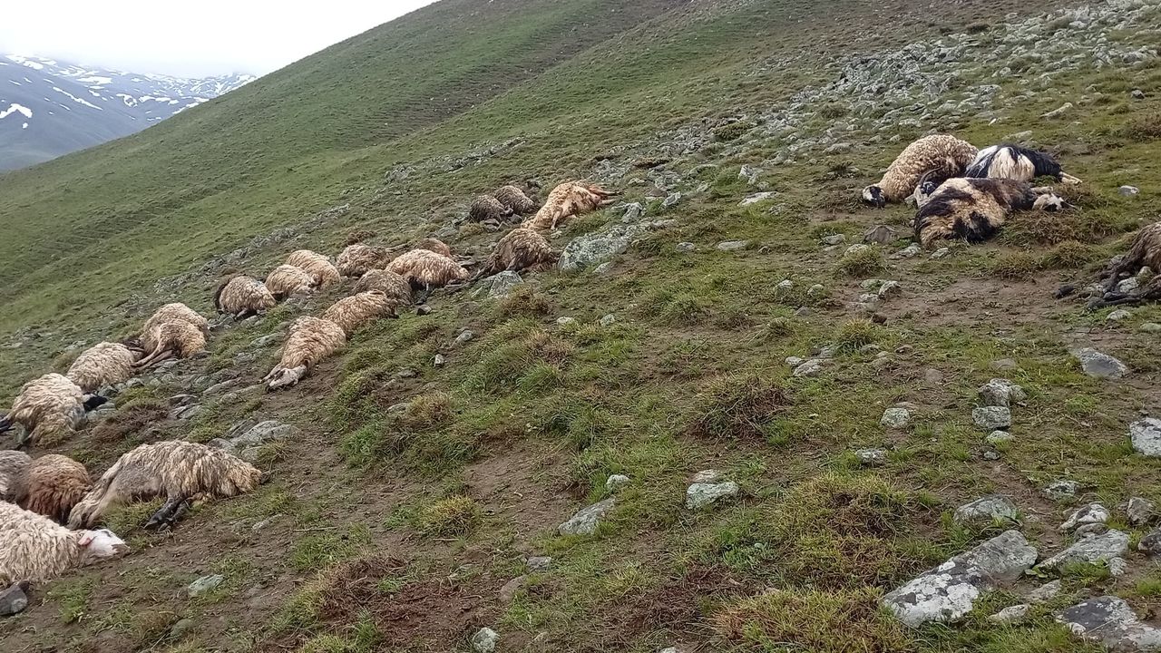 Van’da yıldırım düştü: 30 hayvan telef oldu