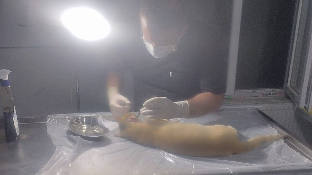 Hakkari’de yaralı kedi için acil operasyon