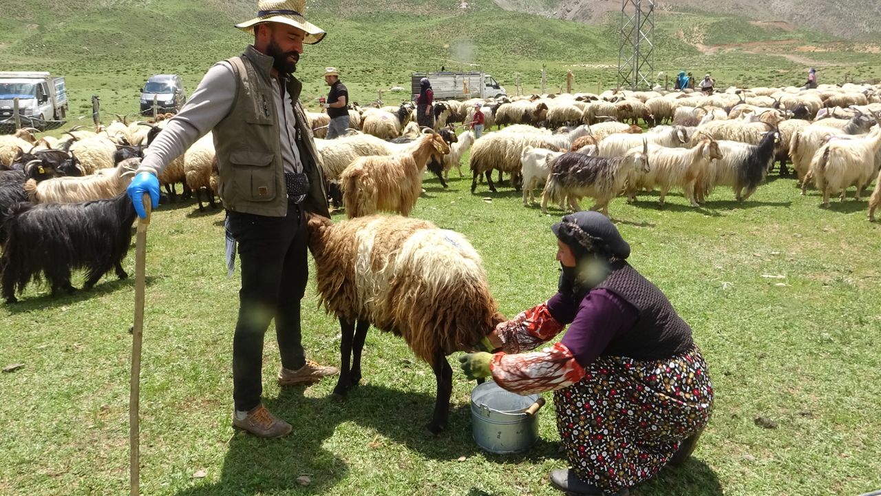 Hakkari'de berivanların yayla mesaisi başladı