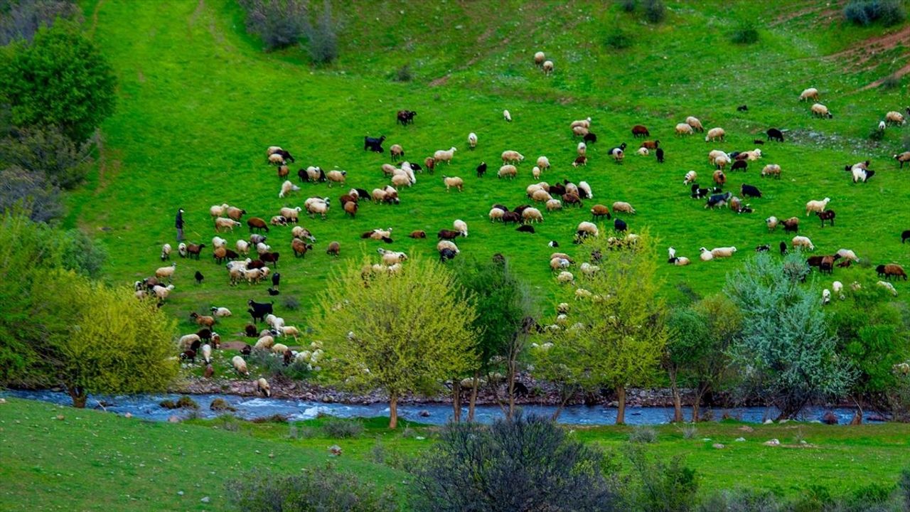 Yağışlar üreticinin yem maliyetini düşürdü