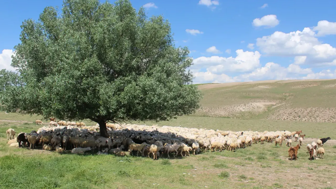 Aksaray’da ‘ithal çoban’ dönemi