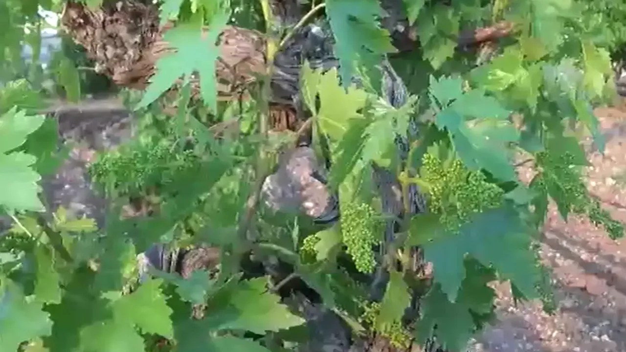 Batman'da üzüm bağları ilaçlanıyor
