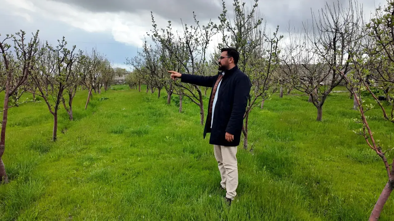 Diş hekimi, memleketine 2 bin ceviz fidanı dikti