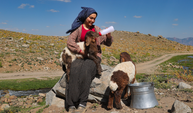 Hakkari Yaylalarında iki kuzuya şefkatle annelik ediyor