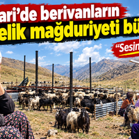 Hakkari