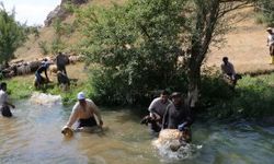 Hakkâri’de koyun kırkma sezonu başladı