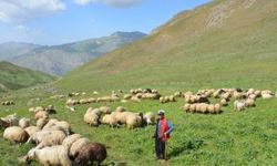 "Çobanlık zor meslek"