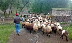 Hakkari’de Çiftçilerin Kış Hazırlıkları başladı.