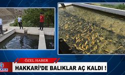 Hakkari'de balık üreticileri dertli