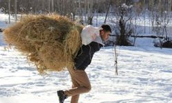 Hayvanları İçin Kızaklarla ve Sırtlarında Ot Taşıyorlar