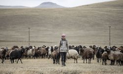 İranlı çobanlar Hakkarili besicileri yaktı