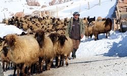 Van'ın meşhur Norduz koyununun nesli korunmaya çalışılıyor