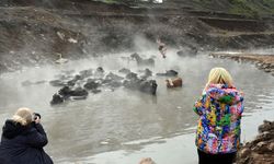 Bitlis'te soğuk havada manda ve atlar kaplıcada temizleniyor
