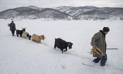 Karla kaplı dağlarda hayvanları için mücadele ediyorlar
