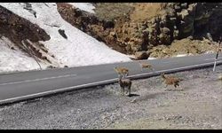 Hakkari'de Yaban keçileri sürü halinde görüntülendi