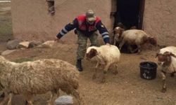 Jandarma Şırnak'ta koyun hırsızlarını yakalandı