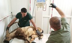 Hakkari’de yaralı bulunan dağ keçisi tedaviye alındı