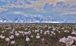 Hakkari'de çiğdemler çiçek açtı