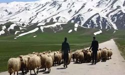İranlı çobanlar Hakkarili besicileri yaktı