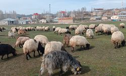 Hakkari'ye bahar geldi: Koyunlar meraya çıktı