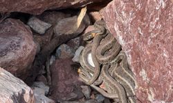 Yüksekova'da sürü halindeki yılanlar görenleri şaşırtıyor