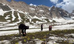 Hakkari’de vatandaşlar pancar toplamak için dağları tırmanıyor