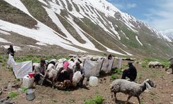 Koçerlerin Hakkari'de yayla mesaisi başladı