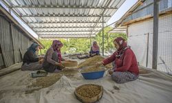 Tunceli'de üretilen dut köylülerin geçim kaynağı oldu