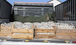 Van'da tuzlanarak kurutulmuş 5 ton inci kefali ele geçirildi