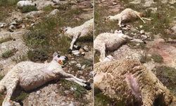Sürünün üzerine yıldırım düştü; 38 koyun öldü