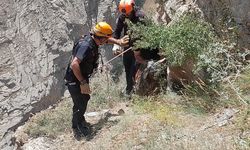 Hakkari'de kaçan kurbanlık keçiyi AFAD buldu