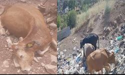 Hakkari’de askeriyeye ait çöplükte beslenen inekler kesildi