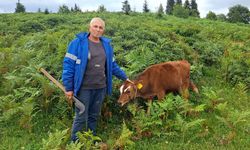 Ahıra giren ayı, danayı alıp götürdü