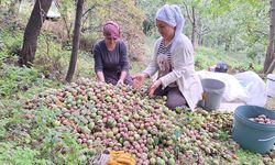 Hakkari'de kadınların ceviz hasadı