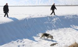 Hakkari Yüksekova'da sokak köpekleri toplanıyor