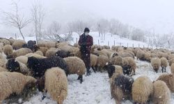 Kar yağışı Hakkarili besicileri sevindirdi