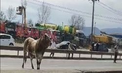 Sahibinin elinden kaçan boğa, trafiği karıştırdı