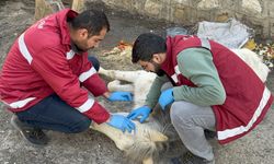 Van'da açlıktan ölmek üzereyken bulundu