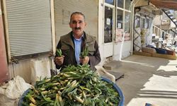 Hakkari’de çiriş otu tezgahlardaki yerini aldı