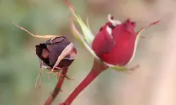 Kadınlar Günü'ne hazırlanan kırmızı gülleri soğuk vurdu