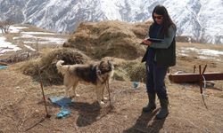 Hakkari'de sahipli köpekler kimliklendiriliyor