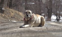 Hakkari'de sahipli köpekler kimliklendiriliyor